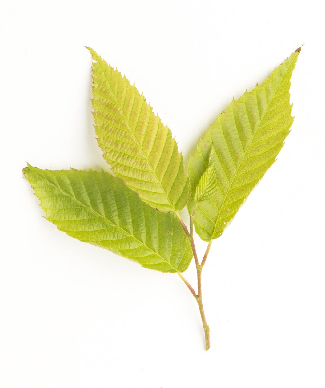 A closeup of the lime green, oval-shaped leaves of the American Hornbeam
