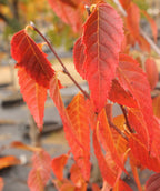 A closeup of the American Hornbeam blazing red fall foliage