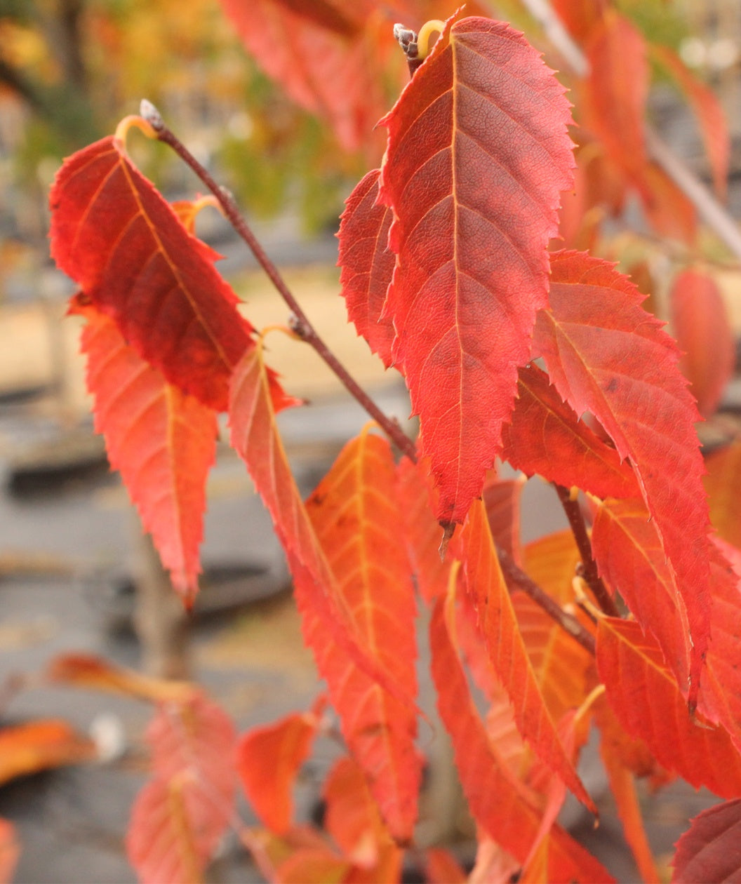 A closeup of the American Hornbeam blazing red fall foliage