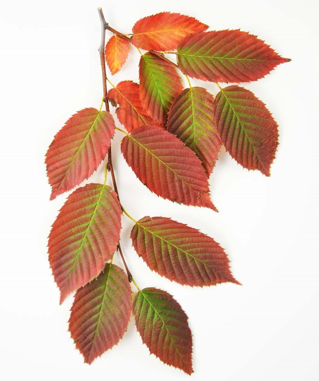 A closeup of the American Hornbeam's green foliage transitioning into the fall kaleidoscope of reds, oranges, yellows and purples on a white background