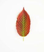A single leaf of the American Hornbeam showing the reds and purples of the fall color while the inner part of the leaf is still lime green