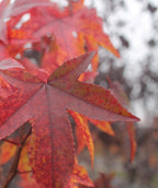 A close up of the reddish orange fall color on the American Sweetgum tree