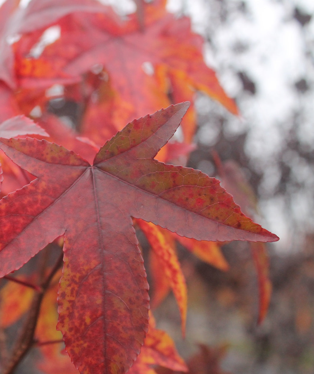 A close up of the reddish orange fall color on the American Sweetgum tree