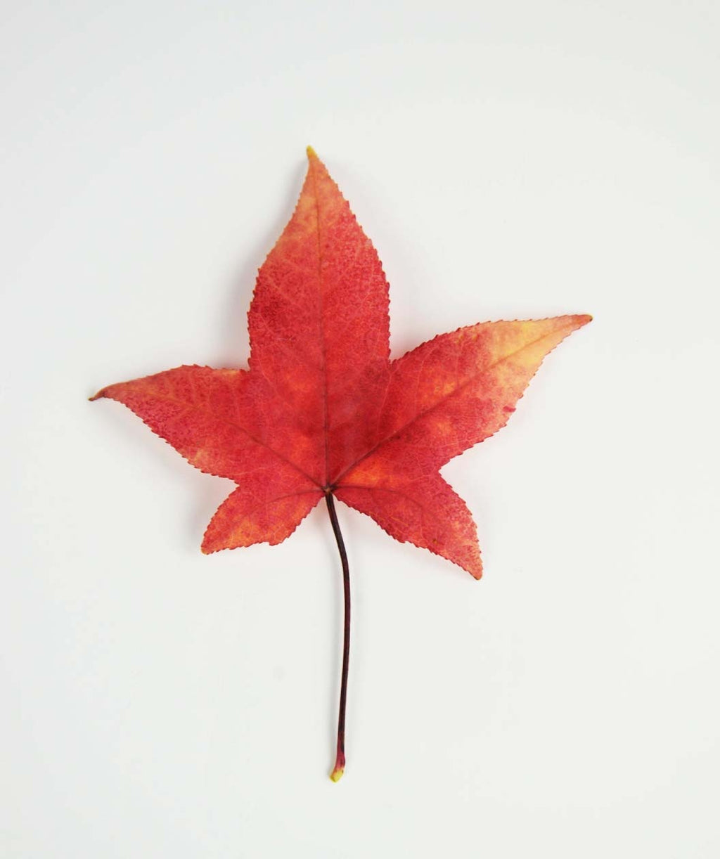 A single reddish orange, star shaped leaf of the American Sweetgum on a white background