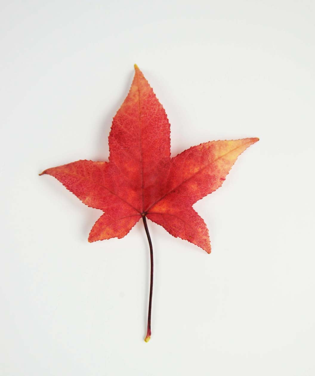 A single reddish orange, star shaped leaf of the American Sweetgum on a white background