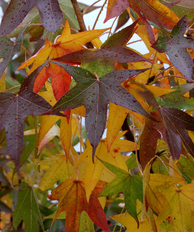 A close up of the green, yellow, orange, red and purple fall colors on one American Sweetgum Tree in fall
