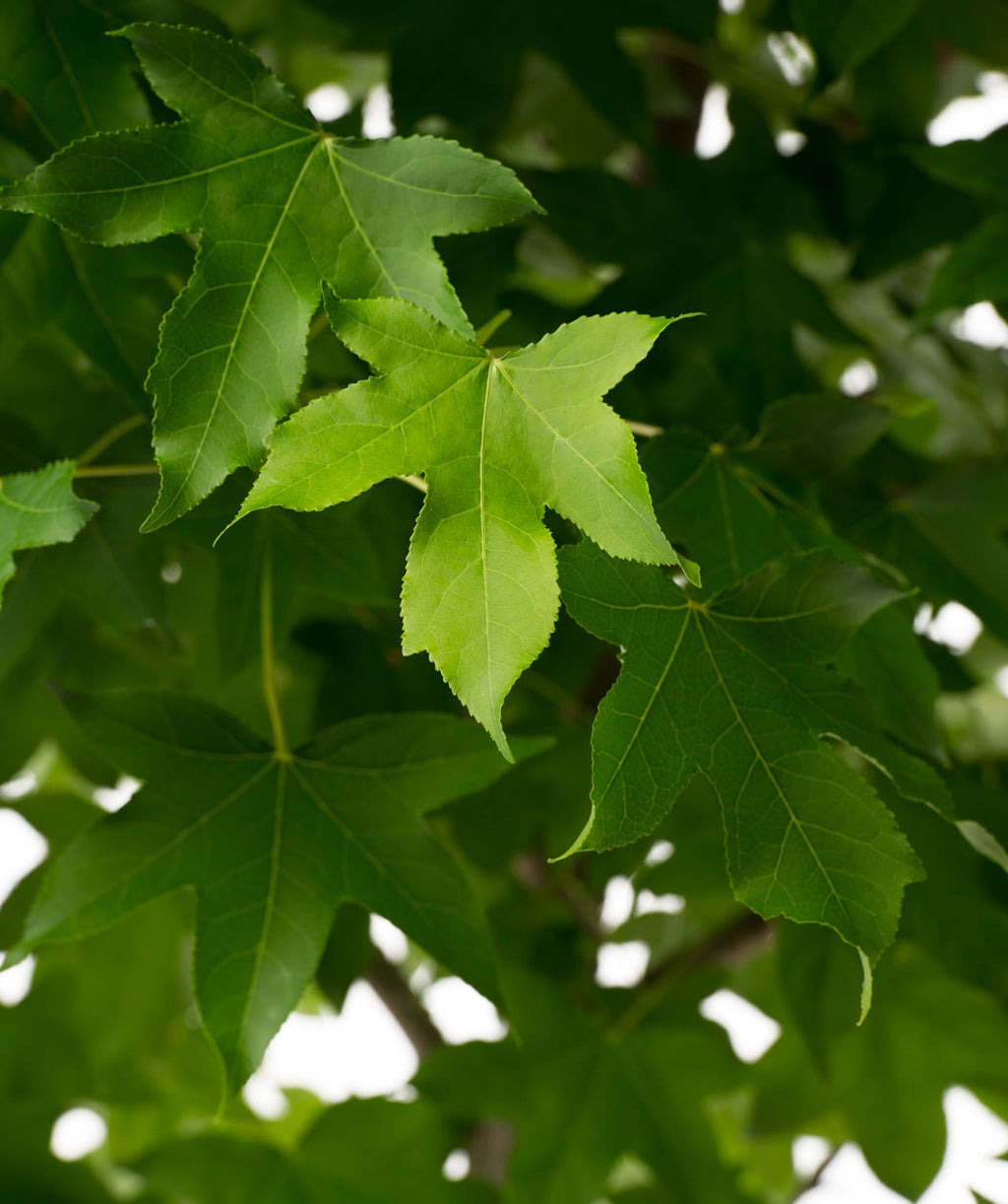 A close up of the dark green, star shaped leaves of the American Sweetgum