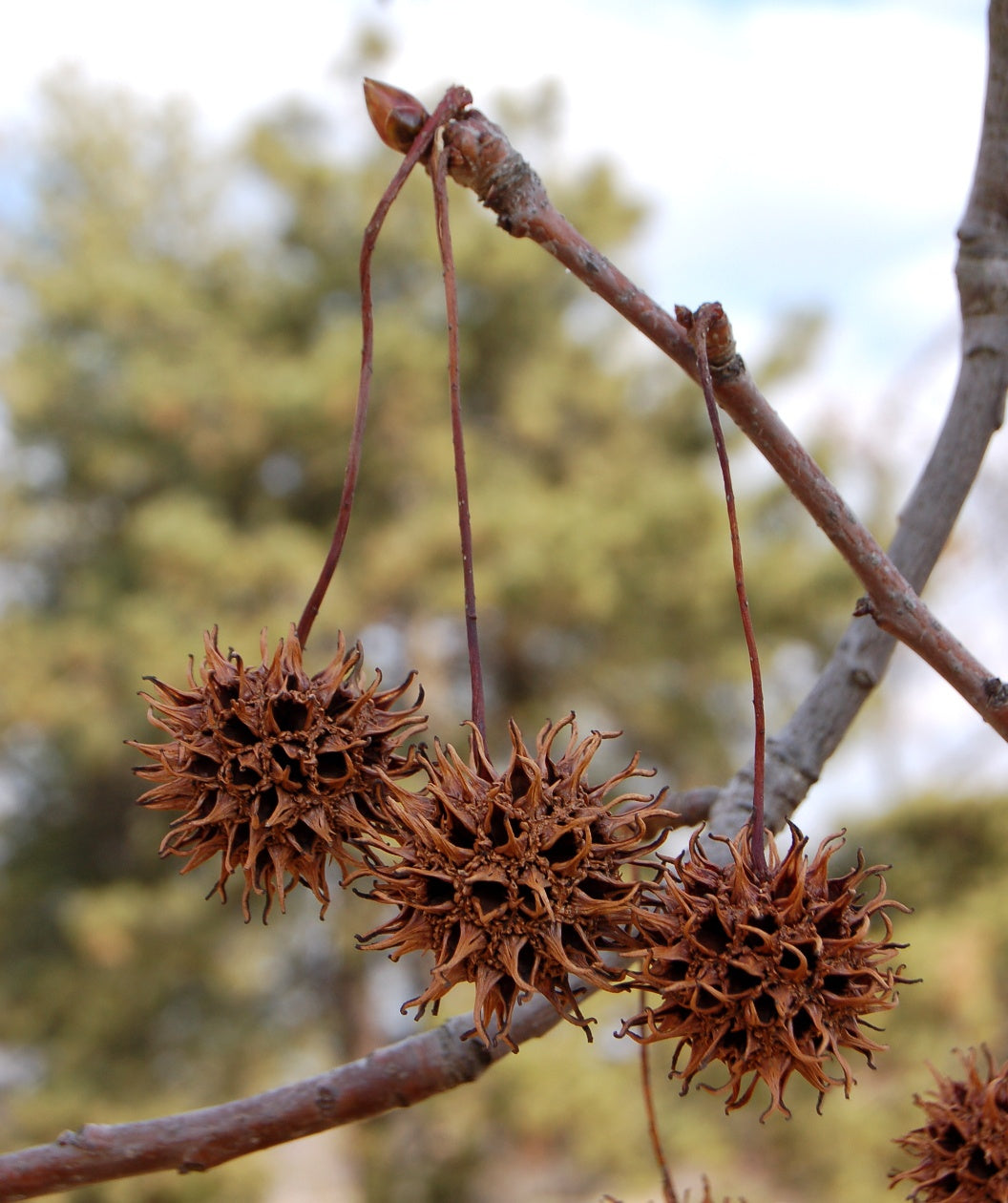 A close up of the spiky brown seed balls of the American Sweetgum dangling on the branches