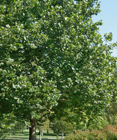 A large American Sycamore planted in a landscape, covered in the dark green, large leaves