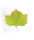 A single, bright green leaf of the American Sycamore on a white background