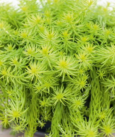 Close up of Angelina Stonecrop foliage, long shoots of small light green soft needle like foliage