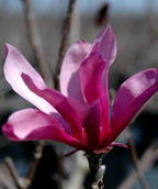 Close up of Ann Magnolia flower, pinkish-purple thin petal flower