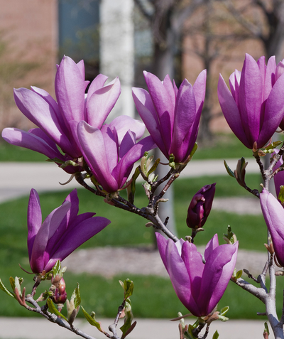 A close up of the Ann Magnolia light to dark purple flowers in spring, before the foliage emerges