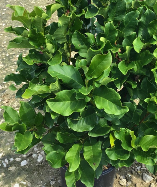 Close up of Ann Magnolia foliage, large crinkled dark green foliage