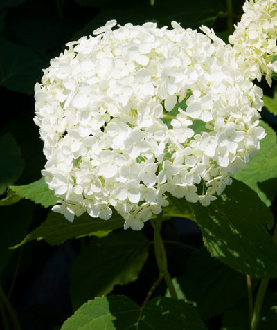 Close up of Annabelle Hydrangea Flower cluster, rounded cluster of small white flowers