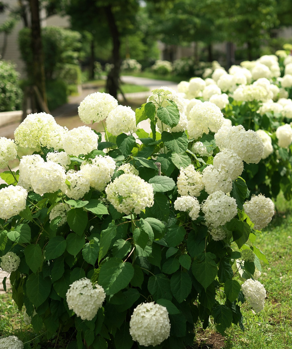 Annabelle Hydrangea planted in a landscape, many large round clusters of small white flowers with spade shaped green leaves