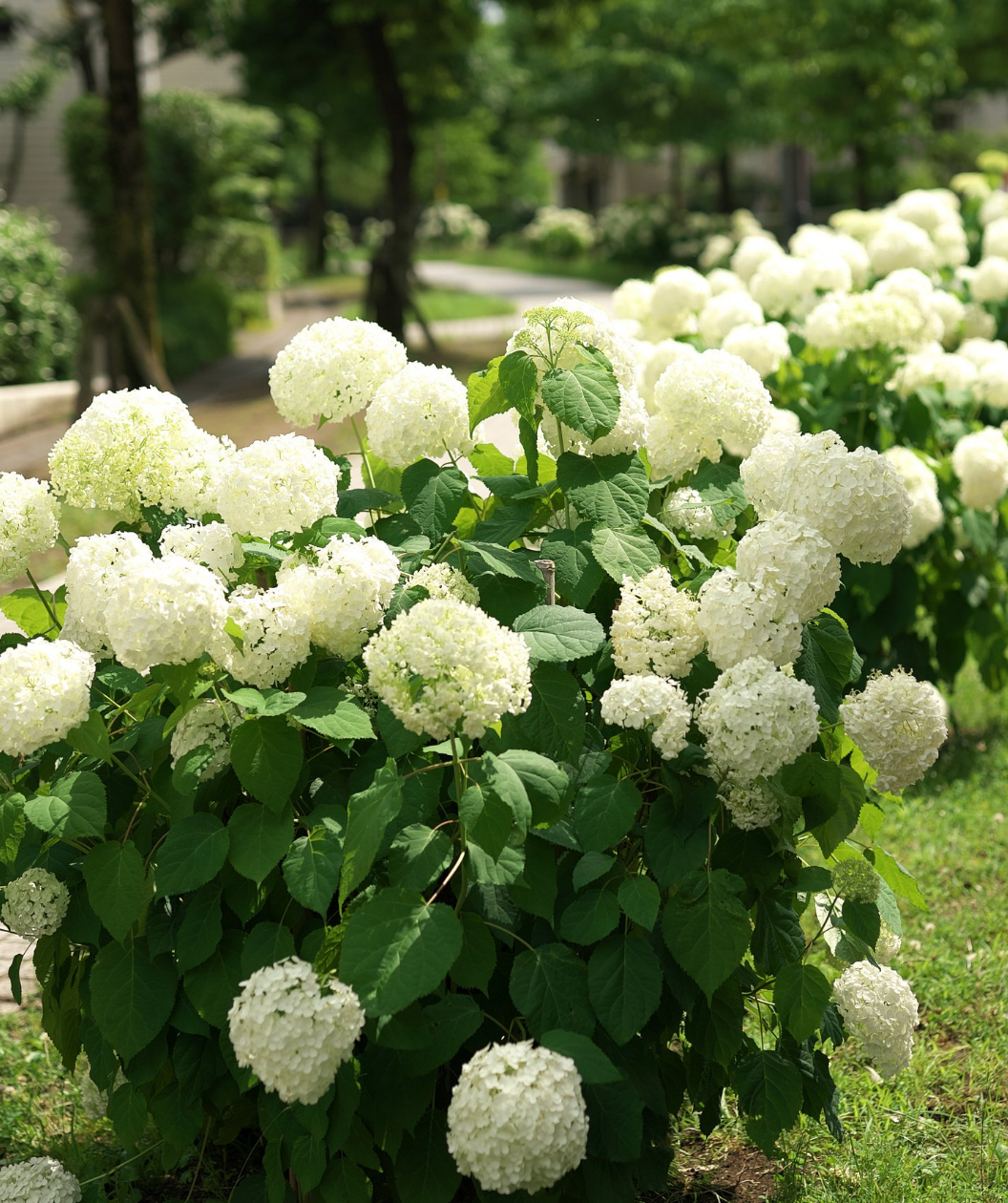 Annabelle Hydrangea planted in a landscape, many large round clusters of small white flowers with spade shaped green leaves