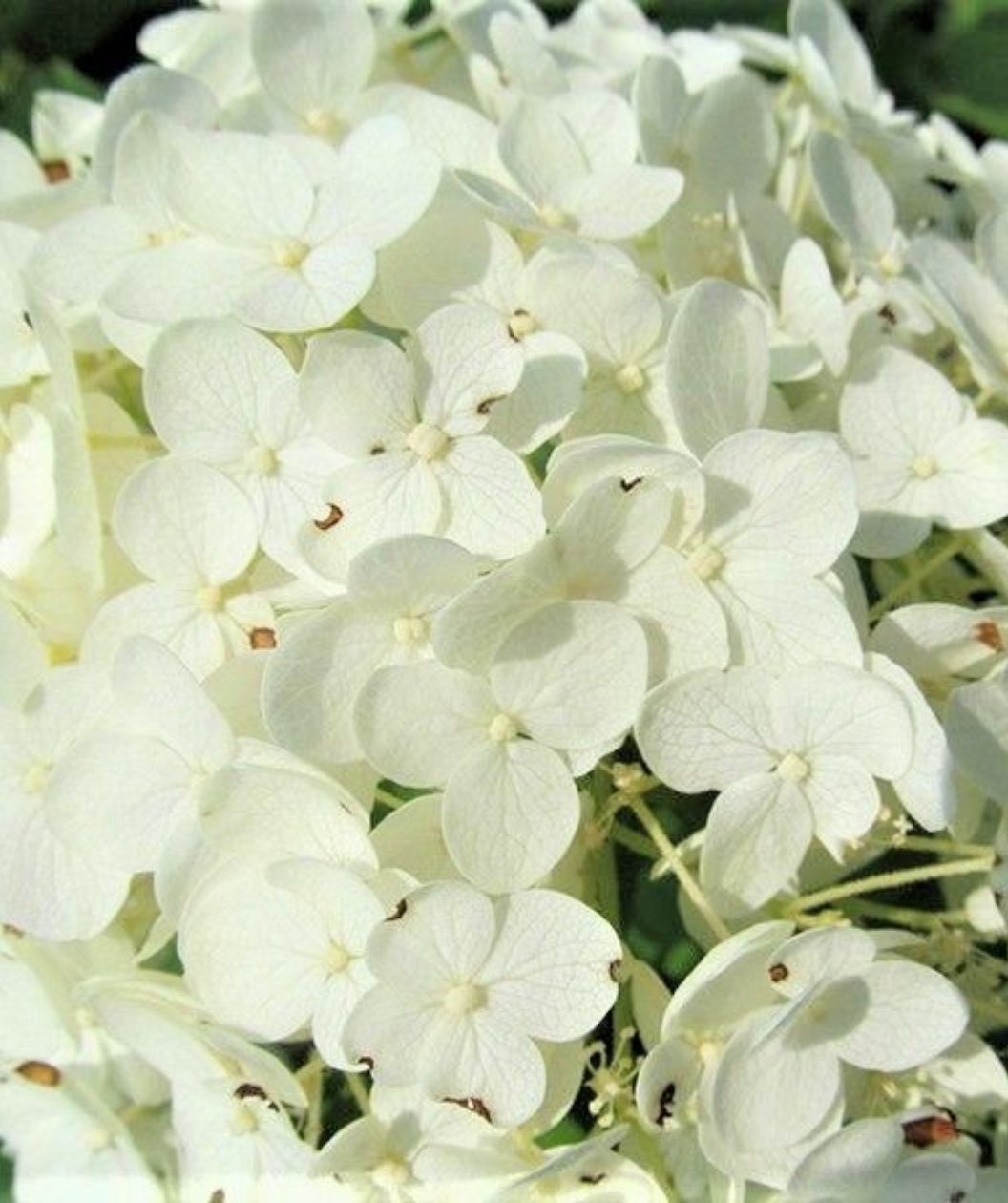 Close up of Annabelle Hydrangea Flower cluster, rounded cluster of small white flowers