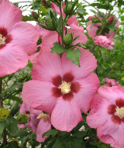 The blush pink blooms of the Aphrodite Rose of Sharon against green foliage. 