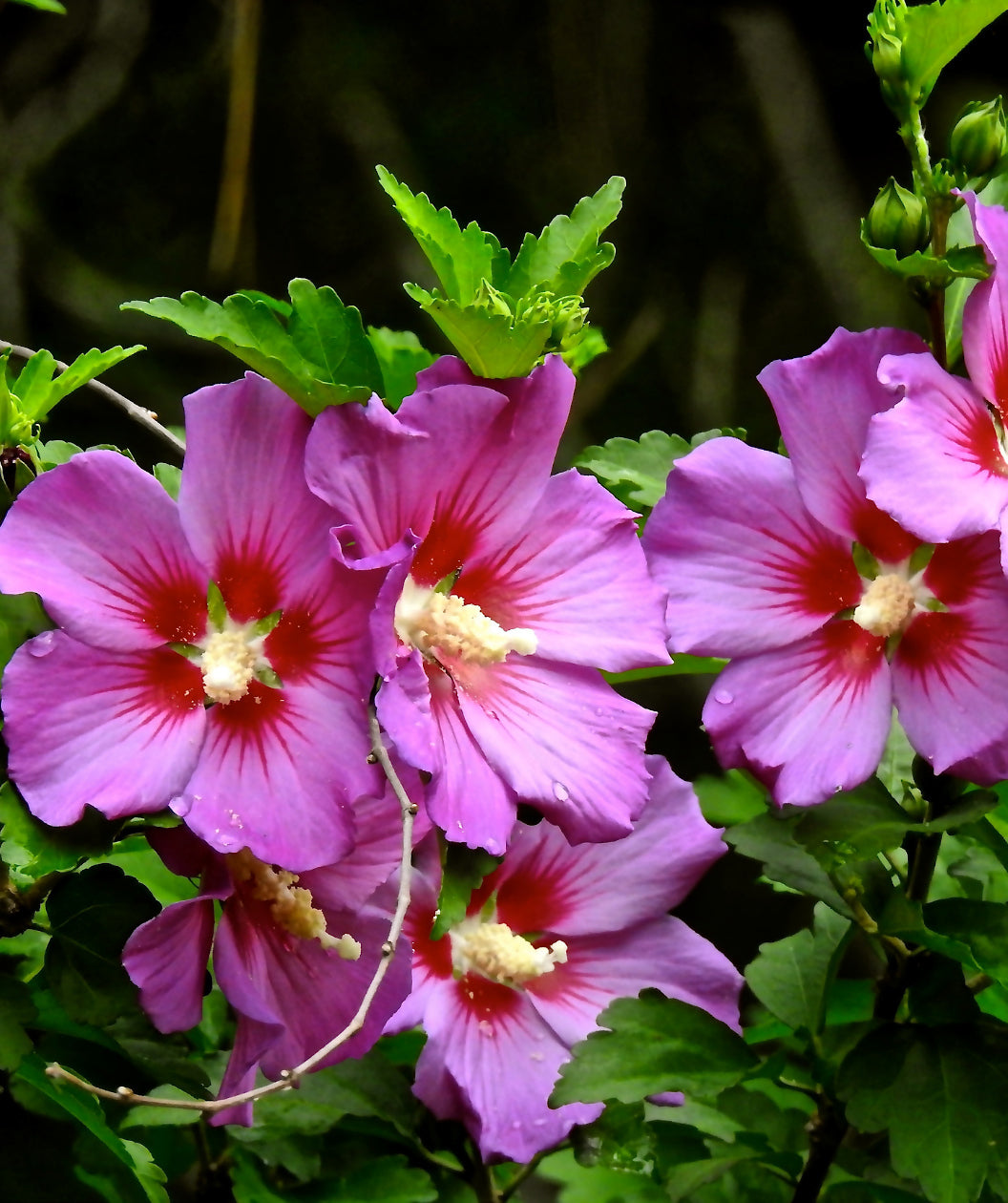 Close up of Aphrodite Rose of Sharon Hibiscus flowers, several large tropical looking flowers that are dark pink in color with red centers
