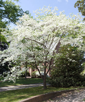 Appalachian Spring Dogwood planted in a spring landscape, the branches are covered in off white four petaled flowers resembling the letter x