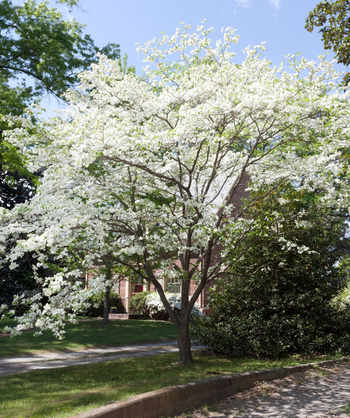 USDA Organic Appalachian Spring Dogwood in full bloom with bright white flowers planted next to a driveway