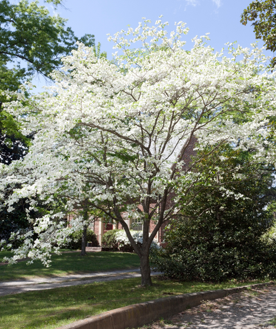 USDA Organic Appalachian Spring Dogwood in full bloom with bright white flowers planted next to a driveway