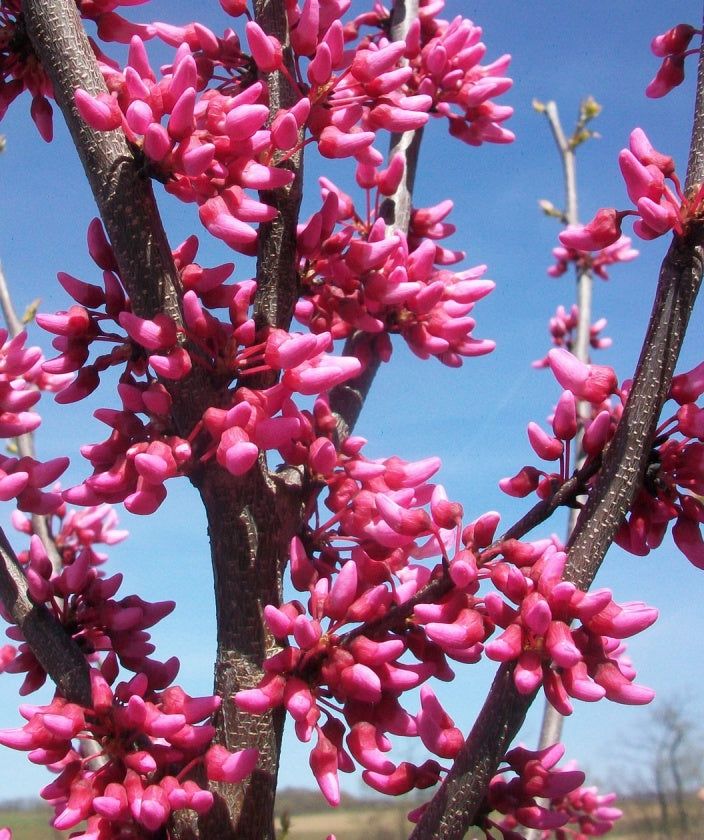 A close up of the Appalachian Red Redbud's hot pink flowers before they open