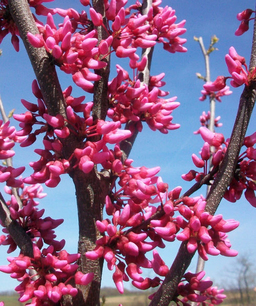 A close up of the Appalachian Red Redbud's hot pink flowers before they open