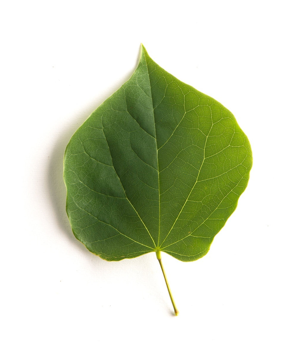 Singular Appalachian Red Redbud green heart shaped leaf