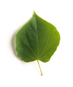 Singular Appalachian Red Redbud green heart shaped leaf
