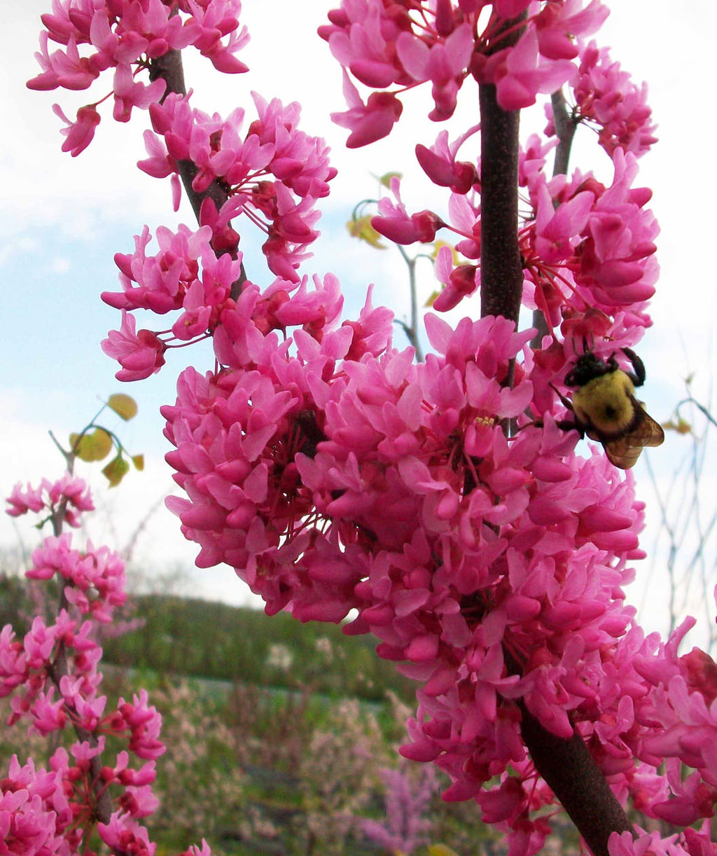 A close up of the Appalachian Red Redbud's hot pink blossoms after the open with a bumblebee searching a flower for pollen