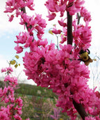 A close up of the Appalachian Red Redbud's hot pink blossoms after the open with a bumblebee searching a flower for pollen