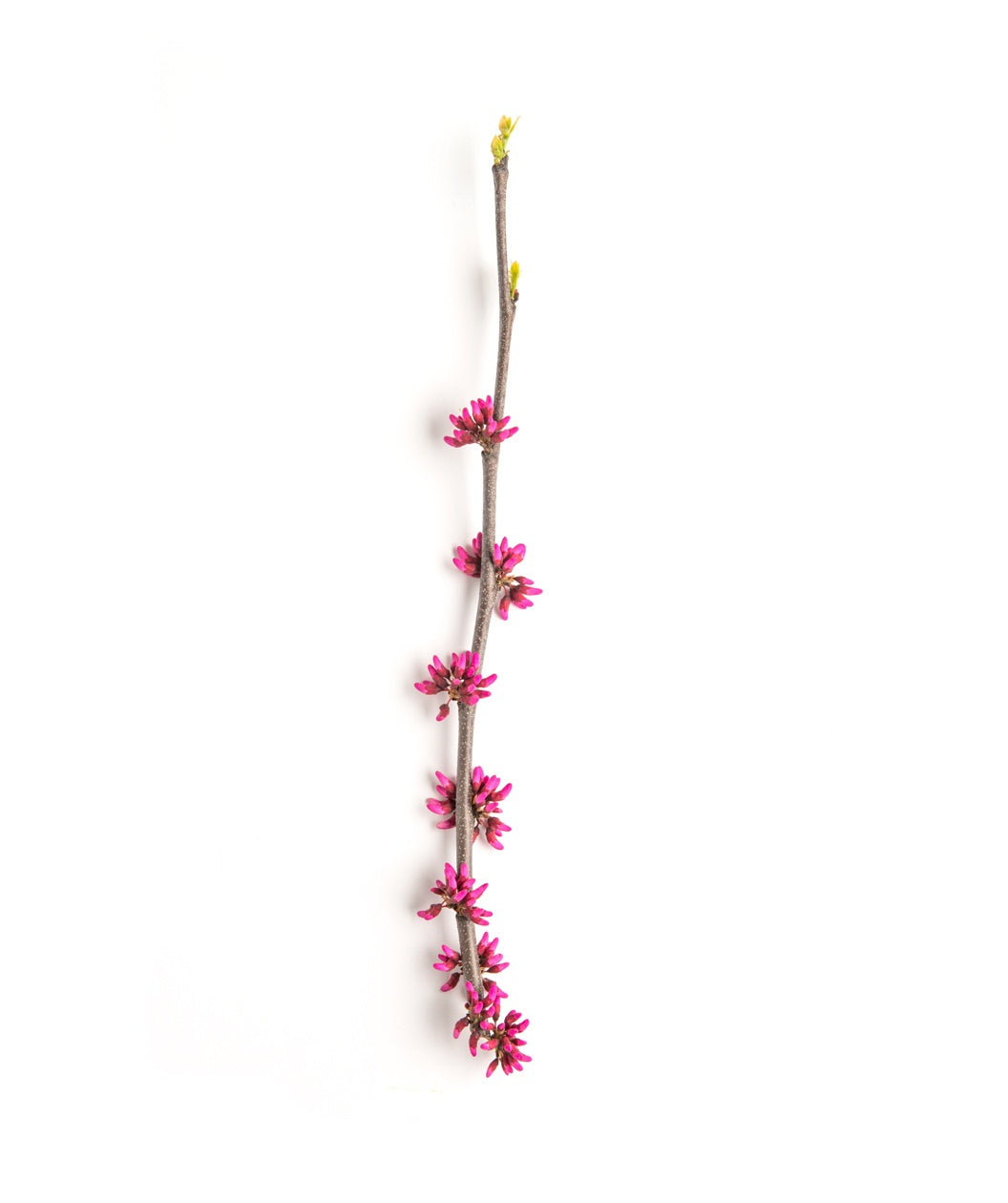 A singular Appalachian Red Redbud branch with the blooms swelling before they open