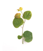 A singular Appalachian Red Redbud branch with four green leaves and the new foliage emerging yellow to orange
