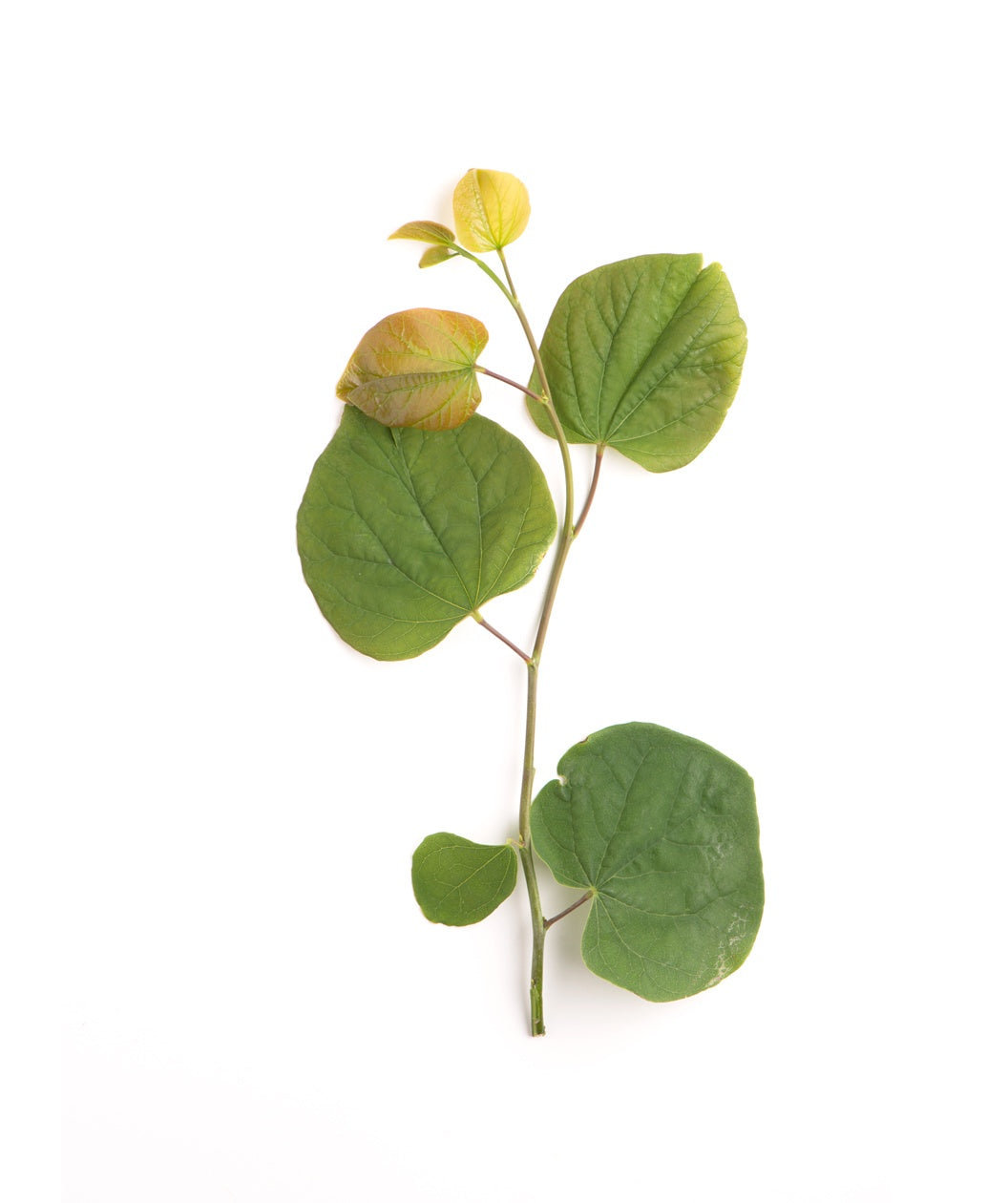 A singular Appalachian Red Redbud branch with four green leaves and the new foliage emerging yellow to orange