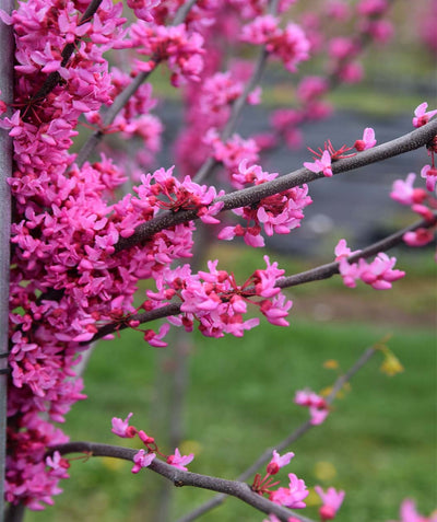Close up of USDA Organic Appalachian Red Redbud flowers, several large clusters of small hot pink flowers