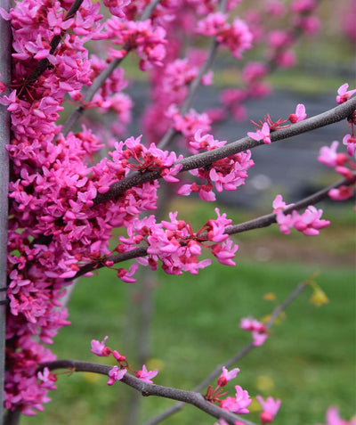 A close up of the vividly hot pink flowers of the Appalachian Red Redbud