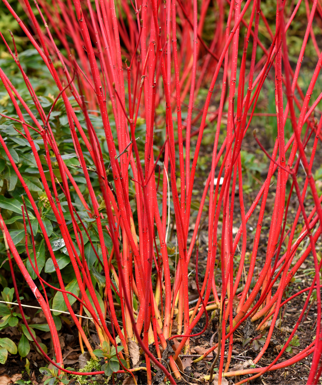 Arctic Fire Red Dogwood