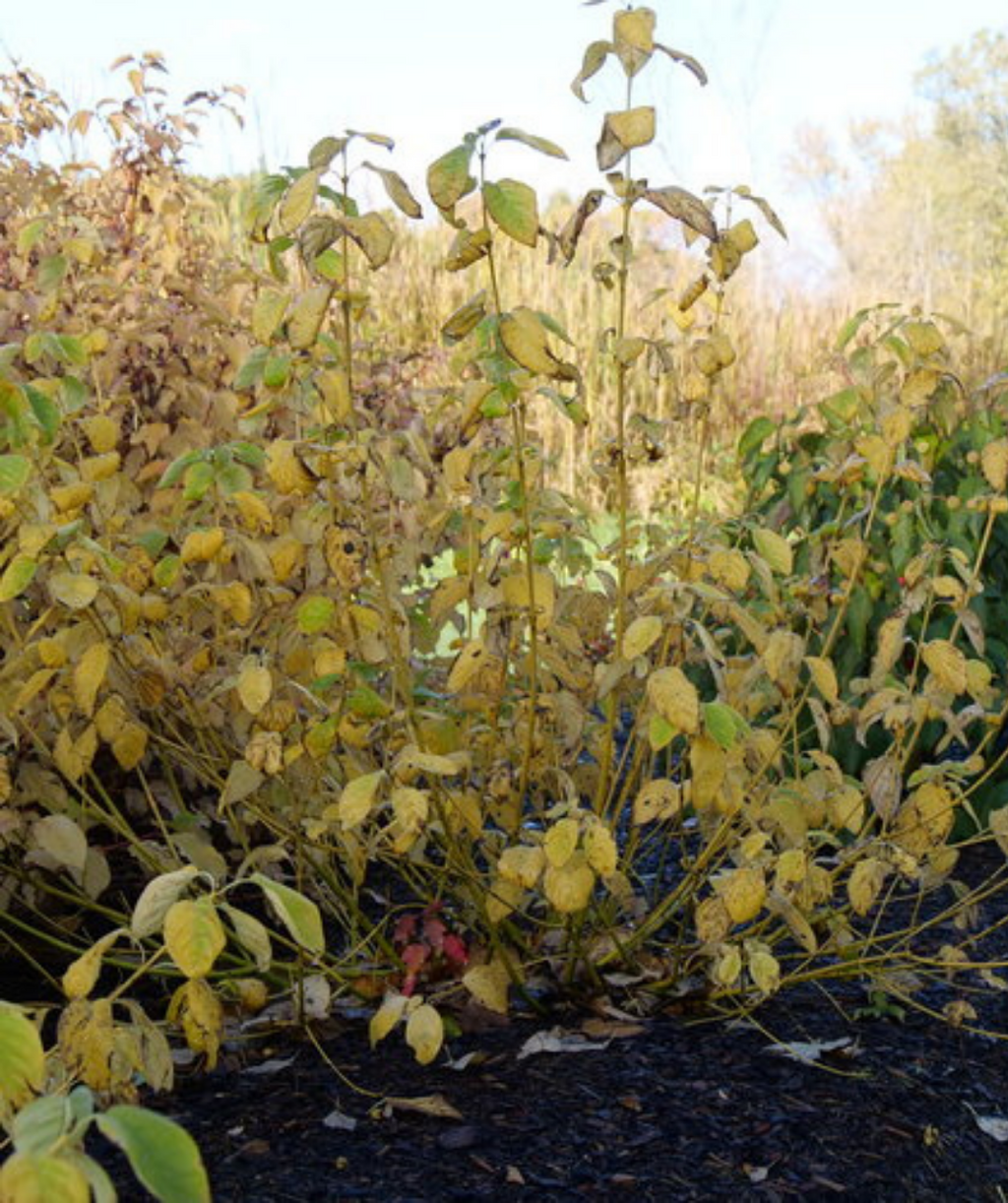 Arctic Fire® Yellow Twig Dogwood
