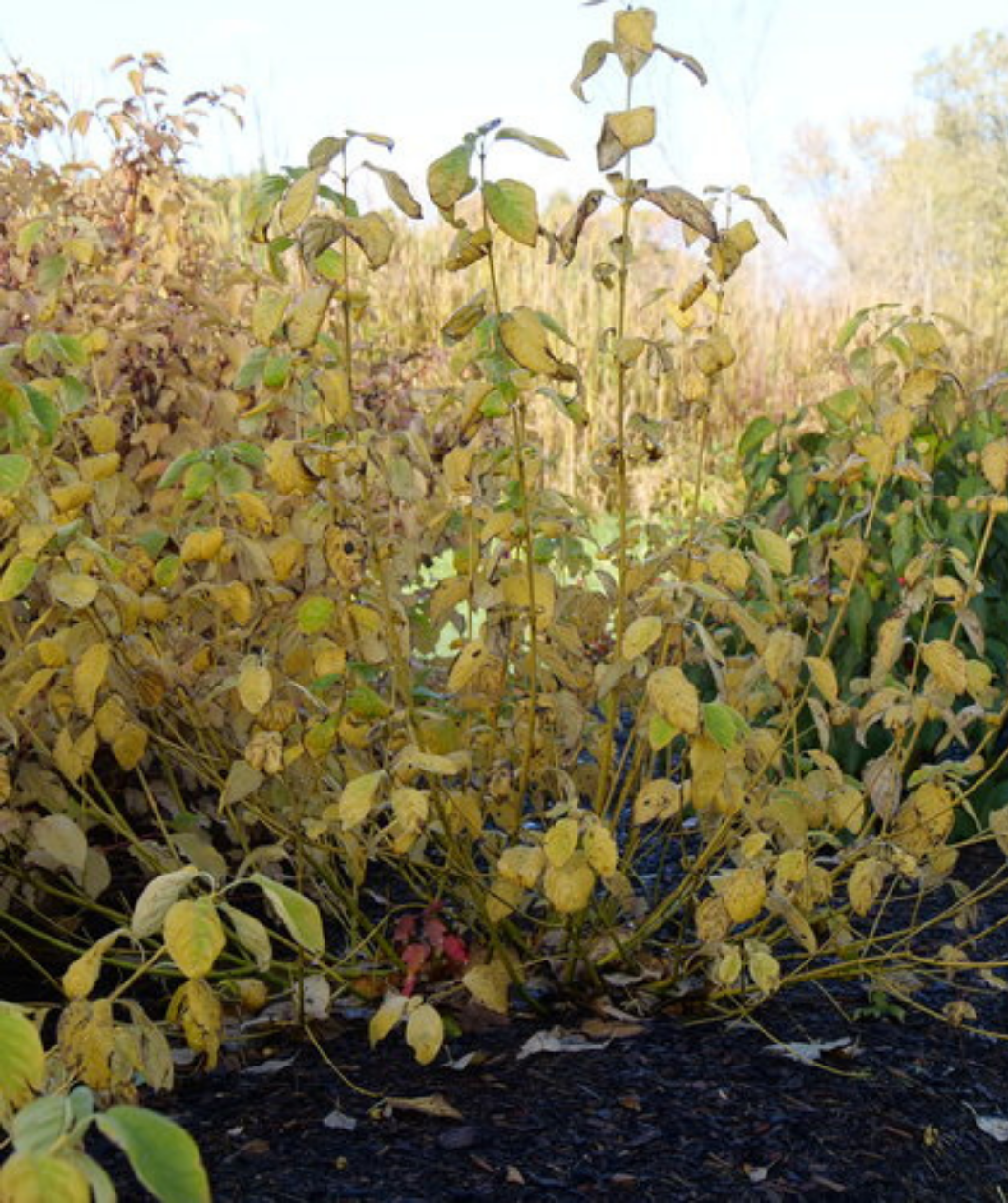 Arctic Fire® Yellow Twig Dogwood