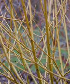 Arctic Fire® Yellow Twig Dogwood