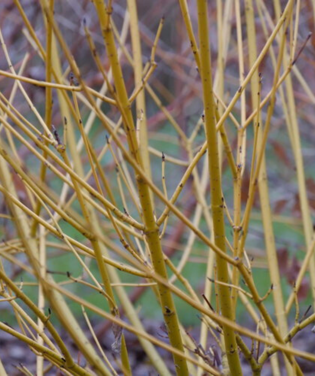 Arctic Fire® Yellow Twig Dogwood