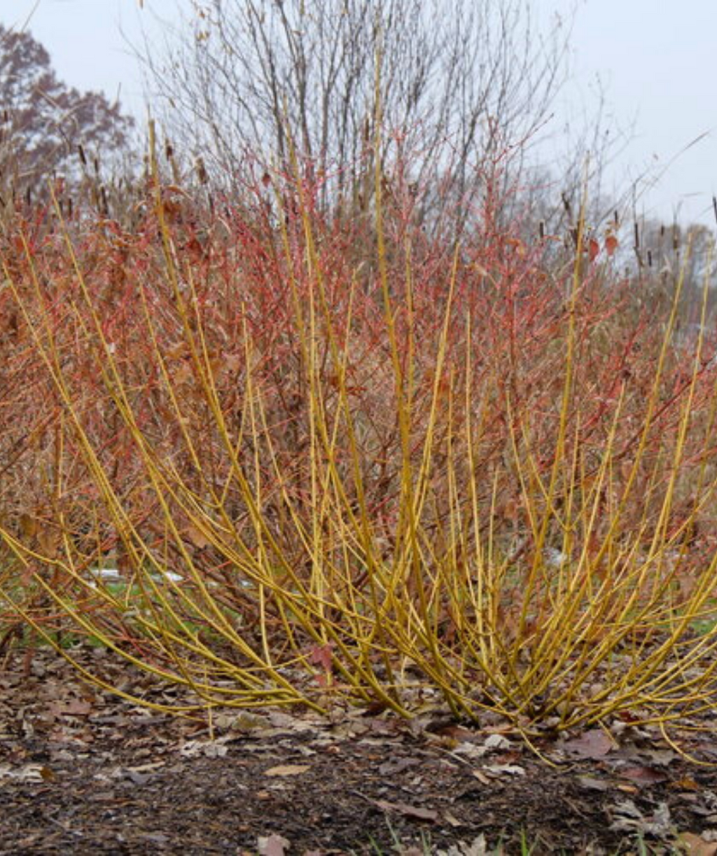 Arctic Fire® Yellow Twig Dogwood
