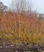 Arctic Fire® Yellow Twig Dogwood