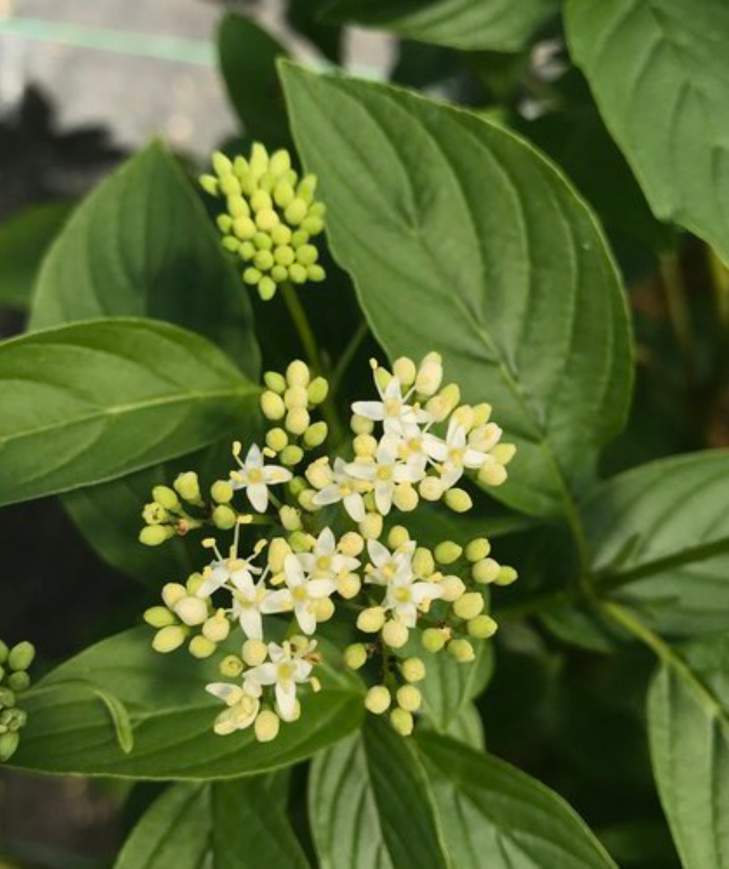 Arctic Fire® Yellow Twig Dogwood