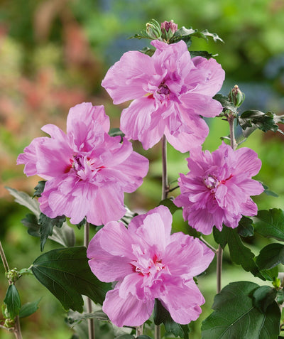 A closeup of the lavender-pink double blooms of the Ardens Rose of Sharon Hibiscus with dark green leaves behind them