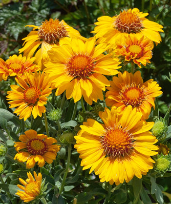 A closeup of the golden yellow blooms with an orange center and the dark green foliage of the Arizona Apricot Blanket Flower