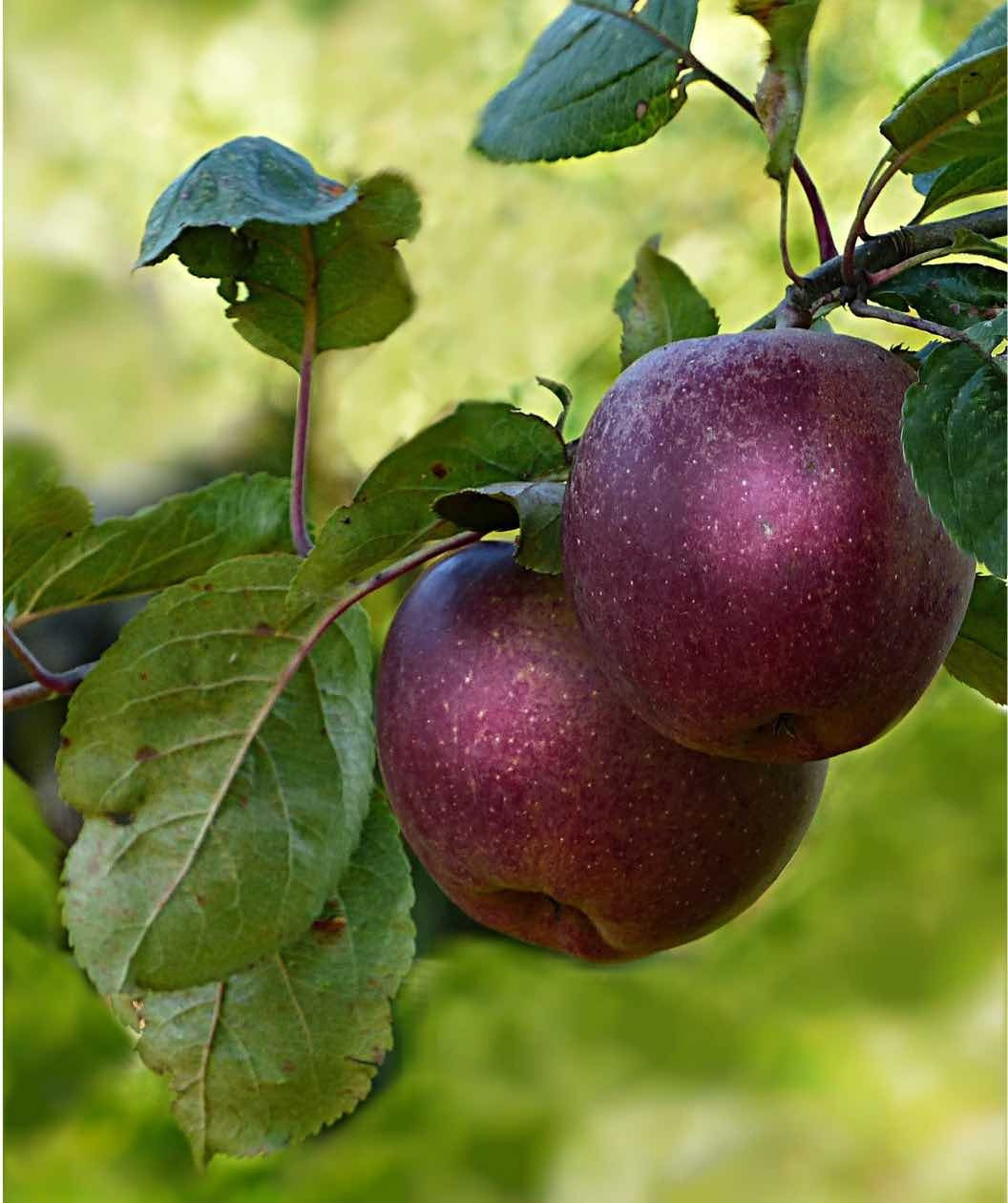 Organic Black Arkansas Apples