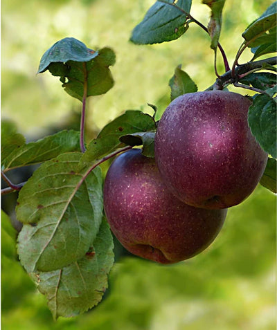 A closeup of the deep purple to black, white speckled apples of the Arkansas Black Apple surrounded by the dark green leaves